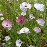 Poppy 'Mother Of Pearl'