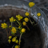 Eranthis hyemalis