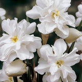 Daffodil 'Albus Plenus Odoratus'