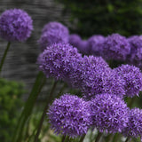 Allium 'Gladiator'