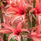 Amaryllislök 'Pink Cybister'