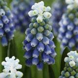 Muscari 'Touch of Snow'