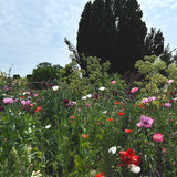 Flower Mix 'Bee Feed'