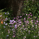 Flower Mix 'Bee Feed'
