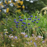 Flower Mix 'Northern Lights'