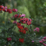 Flower Mix 'Northern Lights'