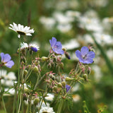 Flower Mix 'Northern Lights'