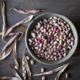 Borlotto Bean 'Borlotto Lingua di Fuoco 2'