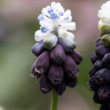 Muscari ’Grapefrukt Ice’