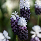 Muscari ’Grapefrukt Ice’