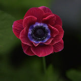 Anemone 'Bordeaux'
