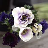 Anemone 'Rainbow Blue & White'