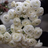 Bouquet Ranunculus 'White'