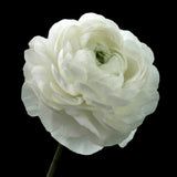 Bouquet Ranunculus 'White'