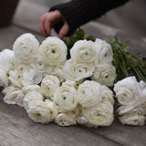 Bouquet Ranunculus 'White'