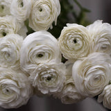 Bouquet Ranunculus 'White'