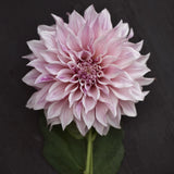 Dahlia 'Café au Lait Royal'