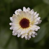 Marigold 'Ivory Princess'