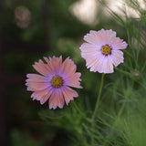 Cosmos 'Apricotta'