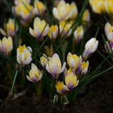Crocus 'Advance'