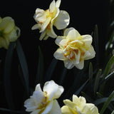 Daffodil 'Tahiti'
