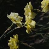 Daffodil 'Tahiti'