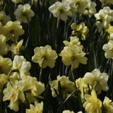 Daffodil 'Tahiti'