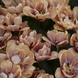 Tulip 'La Belle Epoque'