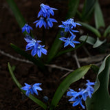 Scilla siberica