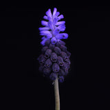 Muscari latifolium
