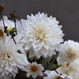Dahlia 'Cafe' au Lait Suprème'