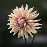 Dahlia 'Cafe´de Paris'
