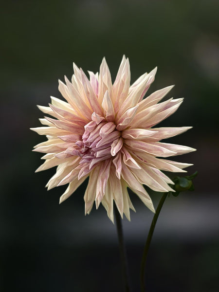 Dahlia 'Cafe´de Paris' – Zetas Garden - Online Store