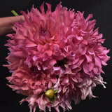 Dahlia 'Penhill Dark Monarch'