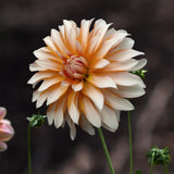 Dahlia 'Orange & Snow'