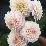 Dahlia 'Sweet Nathalie'