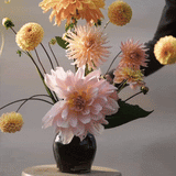 Dahlia Mix 'Fairway Glow'