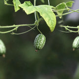 Mouse Melon 'Mexican Sour Gherkin'