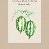 Mouse Melon 'Mexican Sour Gherkin'