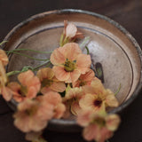 Nasturtium 'Apricot'