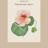 Nasturtium 'Apricot'