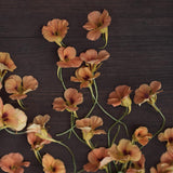 Nasturtium 'Apricot'