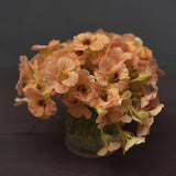 Nasturtium 'Apricot'