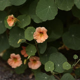 Nasturtium 'Apricot'
