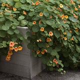 Nasturtium 'Apricot'