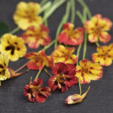 Nasturtium 'Bloody Mary'