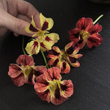Nasturtium 'Bloody Mary'