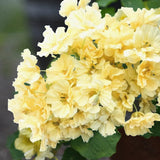 Nasturtium 'Double Delight Cream'