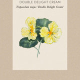 Nasturtium 'Double Delight Cream'