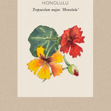 Nasturtium 'Honolulu'